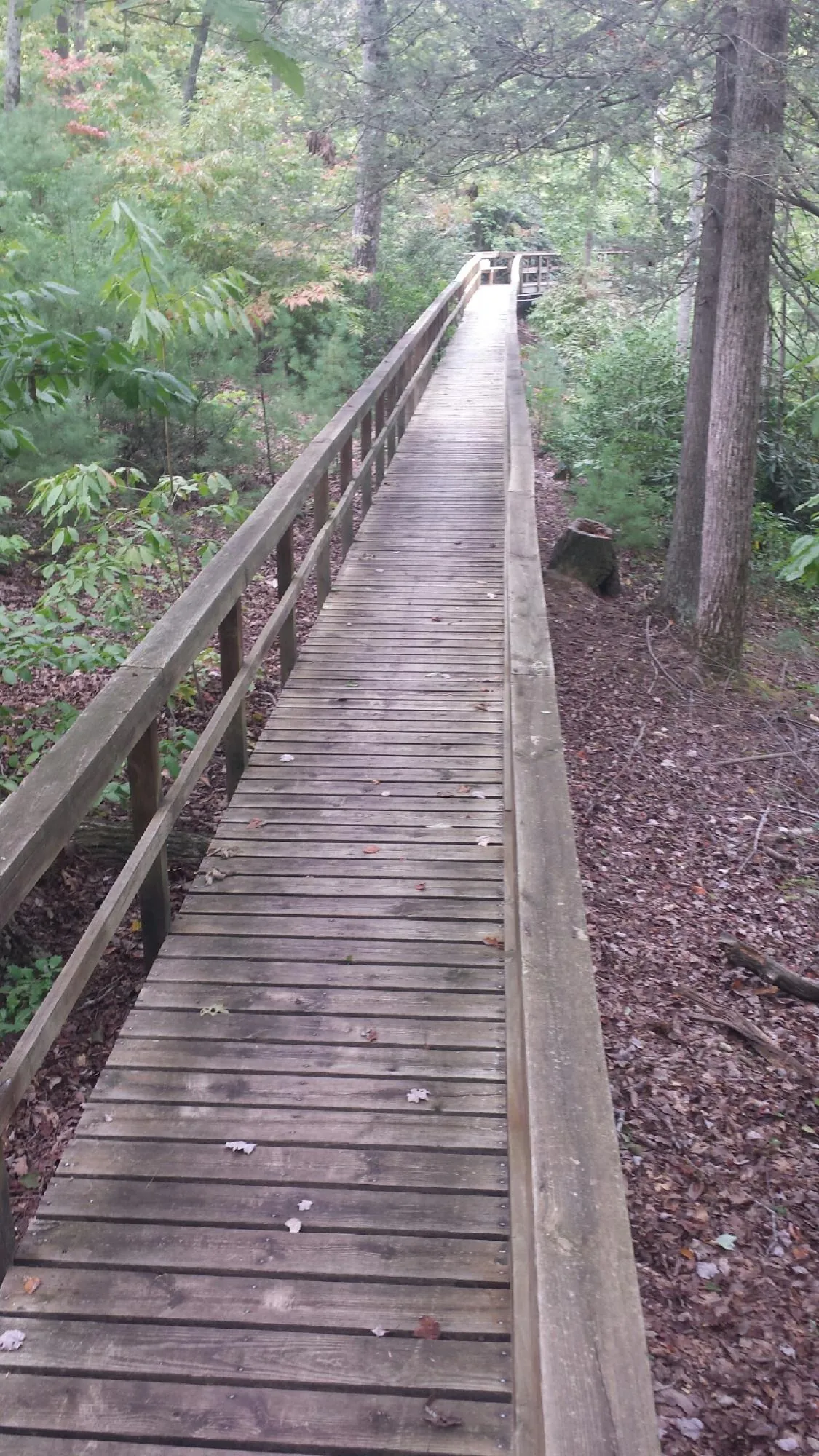 Long wood walkway with handrails built through the woods in Confluence